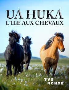TV5MONDE - Ua huka, l'île aux chevaux