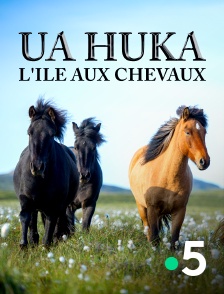 France 5 - Ua huka, l'île aux chevaux
