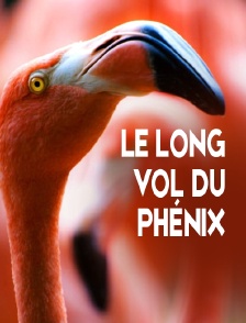 Le long vol du phénix