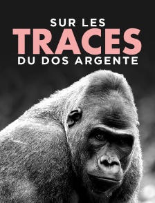 Sur les traces du dos argenté