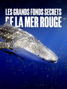 Les grands fonds secrets de la mer Rouge