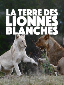 La terre des lionnes blanches