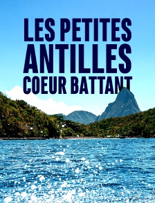 Les petites Antilles, coeur battant