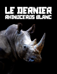 Le dernier rhinocéros blanc