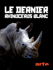 Arte - Le dernier rhinocéros blanc