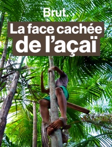 Ce qui se cache derrière votre bowl d’açaï - Brut en Amazonie