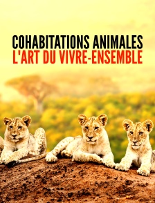 Cohabitations animales : l'art du vivre-ensemble