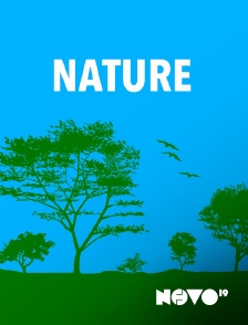 Novo 19 - Météo alerte