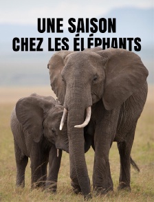 Une saison chez les éléphants
