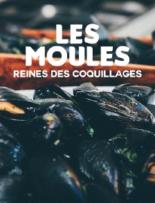 Les moules, reines des coquillages