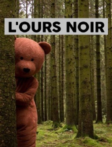 L'ours noir