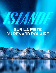 Islande, sur la piste du renard polaire
