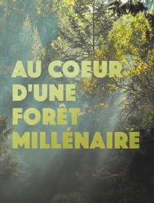 Au coeur d'une forêt millénaire