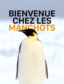 A la rencontre des manchots d'Australie