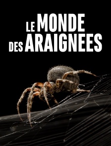 Le monde des araignées