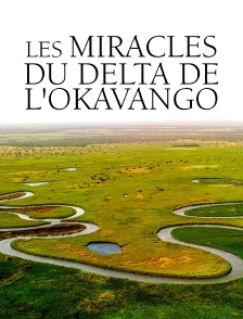Les miracles du delta de l'Okavango