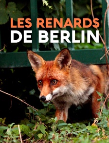 Les renards de Berlin