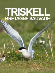 Triskell, Bretagne sauvage