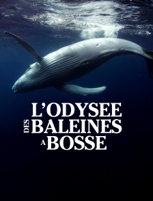 L'odyssée des baleines à bosse