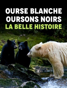 Ourse blanche, oursons noirs, la belle histoire