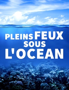 Pleins feux sous l'océan