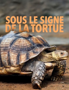Sous le signe de la tortue