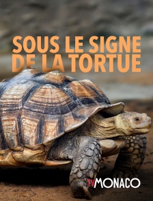 TV Monaco - Sous le signe de la tortue