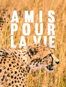 Amis pour la vie