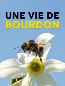 Une vie de bourdon