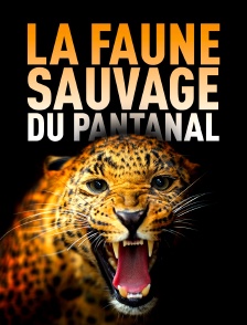 La faune sauvage du Pantanal : entre félins et tamanoirs