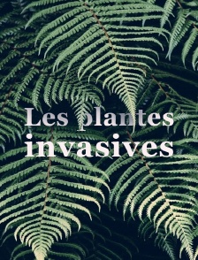 Les plantes invasives
