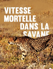 Vitesse mortelle dans la savane