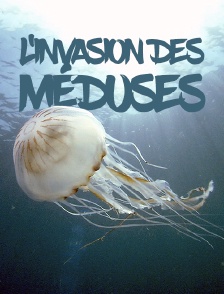 L'invasion des méduses