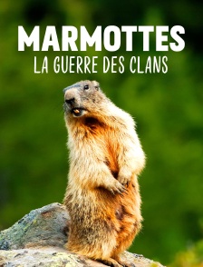 Marmottes, la guerre des clans