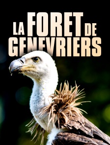 La forêt de genévriers
