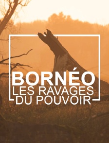 Bornéo, les ravages du pouvoir