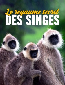 Le royaume secret des singes