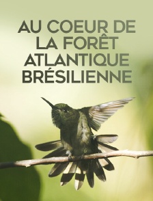 Au coeur de la forêt atlantique brésilienne