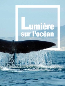 Lumière sur l'océan