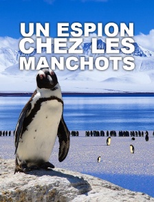Un espion chez les manchots
