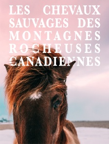 Les chevaux sauvages des montagnes Rocheuses canadiennes
