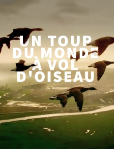 Un tour du monde à vol d'oiseau