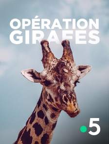 Opération girafes