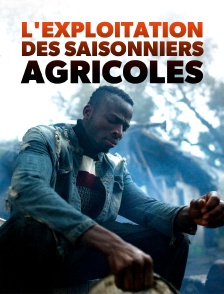 Fruits amers : L'exploitation des saisonniers agricoles