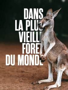 Dans la plus vieille forêt du monde