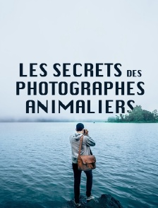 Les secrets des photographes animaliers