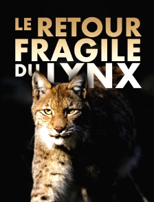 Le retour fragile du lynx