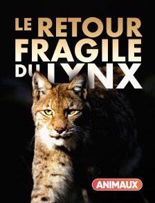 Animaux - Le retour fragile du lynx