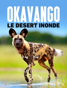 Okavango, le désert inondé
