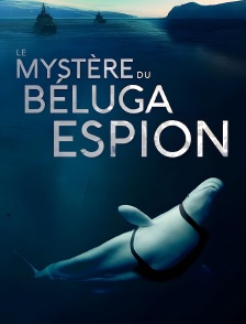 Le mystère du béluga espion